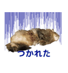 猫のシーマスタンプ（個別スタンプ：16）