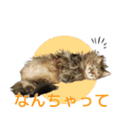 猫のシーマスタンプ（個別スタンプ：17）