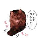 猫のシーマスタンプ（個別スタンプ：18）