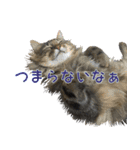 猫のシーマスタンプ（個別スタンプ：19）