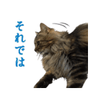 猫のシーマスタンプ（個別スタンプ：23）