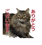 猫のシーマスタンプ（個別スタンプ：26）