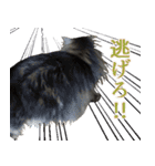 猫のシーマスタンプ（個別スタンプ：27）