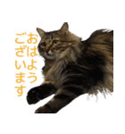 猫のシーマスタンプ（個別スタンプ：29）