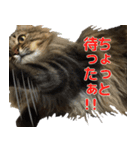 猫のシーマスタンプ（個別スタンプ：30）