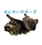 猫のシーマスタンプ（個別スタンプ：31）