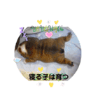♡ぶるばかfamily♡（個別スタンプ：12）