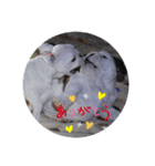 ♡ぶるばかfamily♡（個別スタンプ：15）