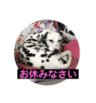 日常の挨拶集（個別スタンプ：1）