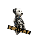 日常の挨拶集（個別スタンプ：10）