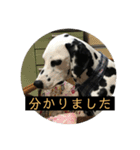 日常の挨拶集（個別スタンプ：12）