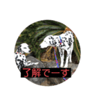 日常の挨拶集（個別スタンプ：13）