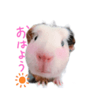 ぷにまるさんの日常！（個別スタンプ：1）