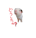 ぷにまるさんの日常！（個別スタンプ：2）