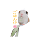 ぷにまるさんの日常！（個別スタンプ：7）