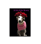 japandogkokodan（個別スタンプ：3）