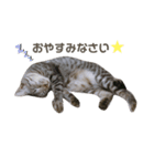 猫のレオン君スタンプ（個別スタンプ：1）