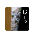猫のレオン君スタンプ（個別スタンプ：3）