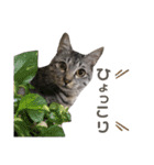 猫のレオン君スタンプ（個別スタンプ：6）