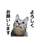 猫のレオン君スタンプ（個別スタンプ：7）