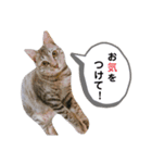 猫のレオン君スタンプ（個別スタンプ：8）