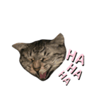 猫のレオン君スタンプ（個別スタンプ：10）