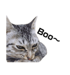 猫のレオン君スタンプ（個別スタンプ：11）