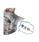 猫のレオン君スタンプ（個別スタンプ：12）