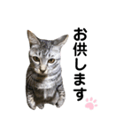 猫のレオン君スタンプ（個別スタンプ：16）