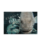 口の悪い魚たち。（個別スタンプ：1）