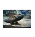 口の悪い魚たち。（個別スタンプ：2）