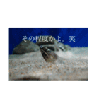 口の悪い魚たち。（個別スタンプ：5）