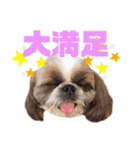シーズーゆずちゃん（個別スタンプ：7）