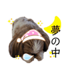 シーズーゆずちゃん（個別スタンプ：11）
