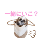 シーズーゆずちゃん（個別スタンプ：13）