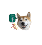 可愛い柴犬【写真】（個別スタンプ：4）