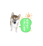 可愛い柴犬【写真】（個別スタンプ：6）