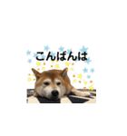 可愛い柴犬【写真】（個別スタンプ：8）