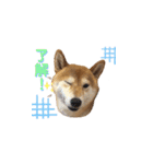 可愛い柴犬【写真】（個別スタンプ：13）