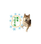 可愛い柴犬【写真】（個別スタンプ：30）