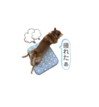 可愛い柴犬【写真】（個別スタンプ：32）