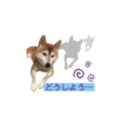 可愛い柴犬【写真】（個別スタンプ：33）