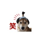 可愛い柴犬【写真】（個別スタンプ：34）