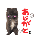 いっっっっぬ（個別スタンプ：2）