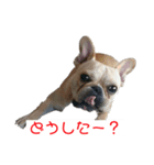 小次郎とニコ♪（個別スタンプ：3）