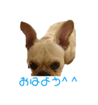 小次郎とニコ♪（個別スタンプ：7）