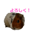 wanko⑨モルモットいろは（個別スタンプ：1）