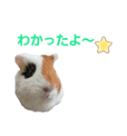 wanko⑨モルモットいろは（個別スタンプ：8）
