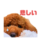 マハロのすたんぷ（個別スタンプ：9）