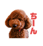 マハロのすたんぷ（個別スタンプ：20）